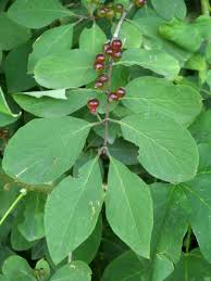 Attēlu rezultāti vaicājumam “Lonicera xylosteum fruit”