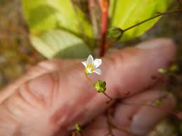 Attēlu rezultāti vaicājumam “Linum catharticum flower”
