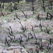 Attēlu rezultāti vaicājumam “Chaenotheca trichialis”