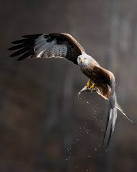 Image result for Milvus milvus