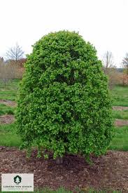 Attēlu rezultāti vaicājumam “Crataegus monogyna subsp. nordica”