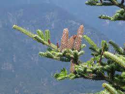 Attēlu rezultāti vaicājumam “Abies alba”