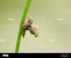 Attēlu rezultāti vaicājumam “Libellula quadrimaculata larva”