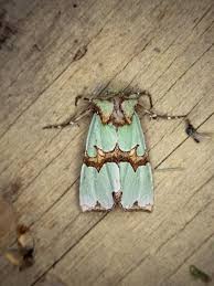 Attēlu rezultāti vaicājumam “Staurophora celsia”