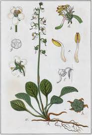 Attēlu rezultāti vaicājumam “Pyrola rotundifolia”