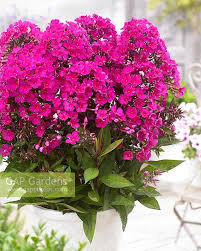 Image result for Phlox paniculata `Sweet Summer`