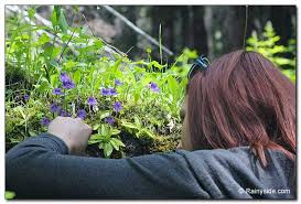 Attēlu rezultāti vaicājumam “Pinguicula vulgaris”