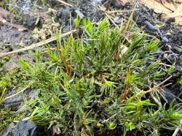 Attēlu rezultāti vaicājumam “Polytrichastrum longisetum”