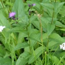 Attēlu rezultāti vaicājumam “Serratula tinctoria flower”