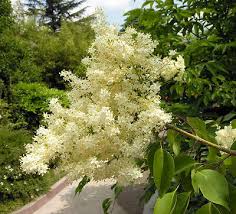Attēlu rezultāti vaicājumam “Syringa reticulata subsp. amurensis flower”