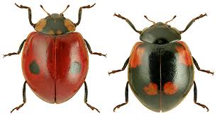 Attēlu rezultāti vaicājumam “Adalia bipunctata imago”