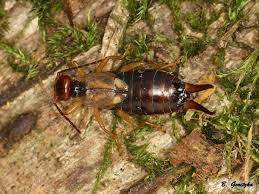 Attēlu rezultāti vaicājumam “Forficula auricularia female”