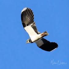 Attēlu rezultāti vaicājumam “Vanellus vanellus”