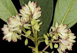 Attēlu rezultāti vaicājumam “Polygalaceae”