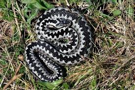 Attēlu rezultāti vaicājumam “Vipera berus adult”