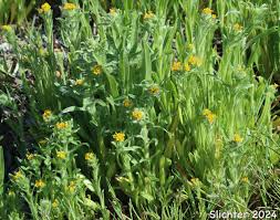 Attēlu rezultāti vaicājumam “Lycogala convexum sessile”