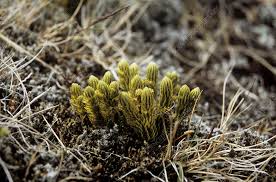 Attēlu rezultāti vaicājumam “Huperzia selago”