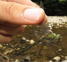 Attēlu rezultāti vaicājumam “Cordulia aenea”