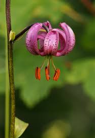 Image result for Lilie