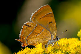 Attēlu rezultāti vaicājumam “Thecla betulae”