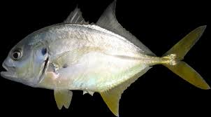 Image result for Caranx hippos