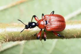 Attēlu rezultāti vaicājumam “Apoderus coryli”