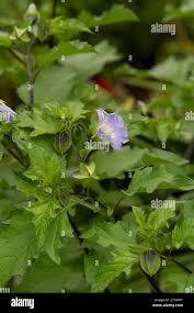 Attēlu rezultāti vaicājumam “Nicandra physalodes fruit”