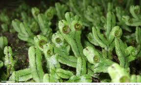 Attēlu rezultāti vaicājumam “Marchantiopsida”