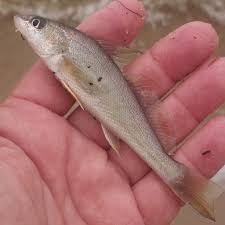 Image result for Menticirrhus americanus