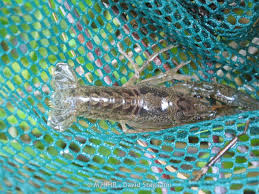 Attēlu rezultāti vaicājumam “Cladopodiella francisci macro”