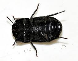 Attēlu rezultāti vaicājumam “Opatrum sabulosum”