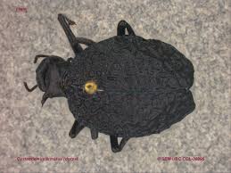 Attēlu rezultāti vaicājumam “Meloidae”