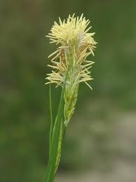 Attēlu rezultāti vaicājumam “Carex caryophyllea flower”