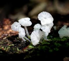 Attēlu rezultāti vaicājumam “Tubifera montana young”