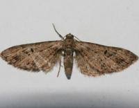 Attēlu rezultāti vaicājumam “Eupithecia exiguata”