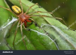 Attēlu rezultāti vaicājumam “Cheiracanthium sp.”