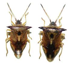 Attēlu rezultāti vaicājumam “Elasmucha ferrugata”