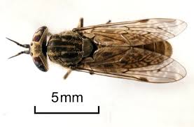 Attēlu rezultāti vaicājumam “Tabanidae”