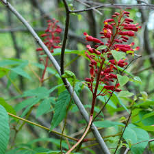 Attēlu rezultāti vaicājumam “Thuja occidentalis flower”