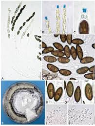Attēlu rezultāti vaicājumam “Xylaria hypoxylon”