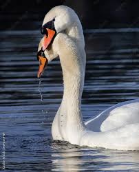 Attēlu rezultāti vaicājumam “Cygnus olor adult”