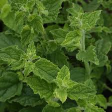 Attēlu rezultāti vaicājumam “Mentha x piperita leaf”