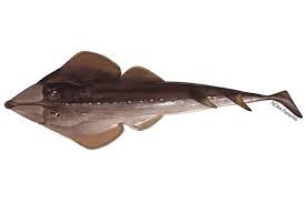Image result for Rhinobatos rhinobatos