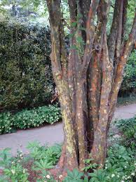 Attēlu rezultāti vaicājumam “Cydonia oblonga”