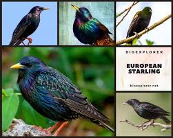 Attēlu rezultāti vaicājumam “Sturnus vulgaris male”