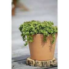 Image result for Mauerpfeffer