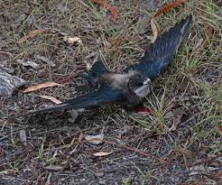 Image result for Hirundapus caudacutus