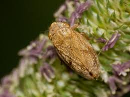 Attēlu rezultāti vaicājumam “Aphrophoridae”