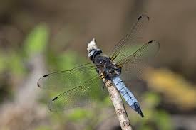Attēlu rezultāti vaicājumam “Orthetrum cancellatum male”