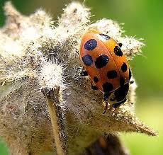 Attēlu rezultāti vaicājumam “Hippodamia tredecimpunctata”